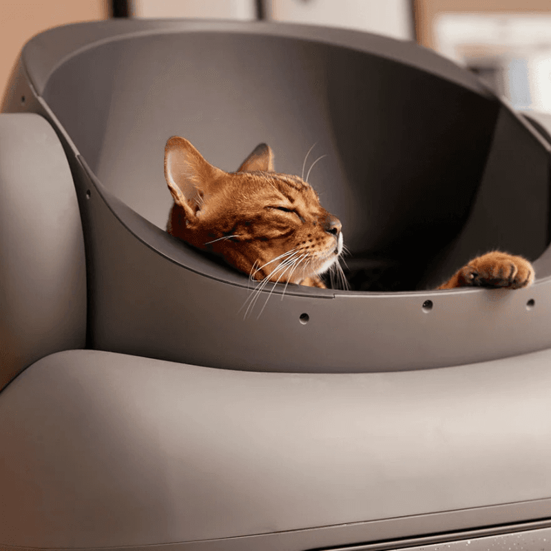 Arena para gatos inteligente - 2